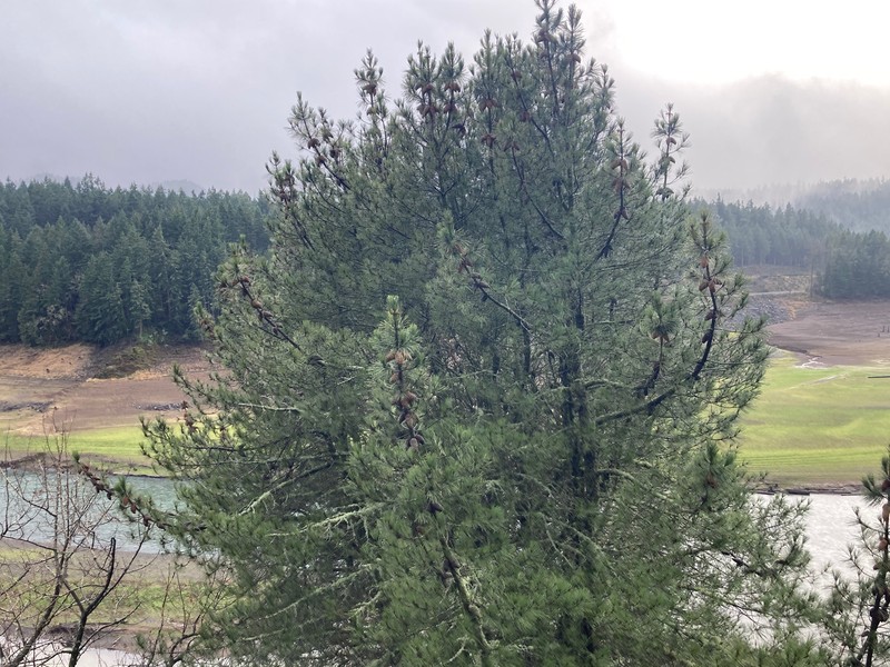 Pinus × attenuradiata photo 3