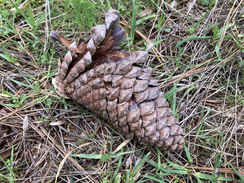 Pinus × attenuradiata photo 4