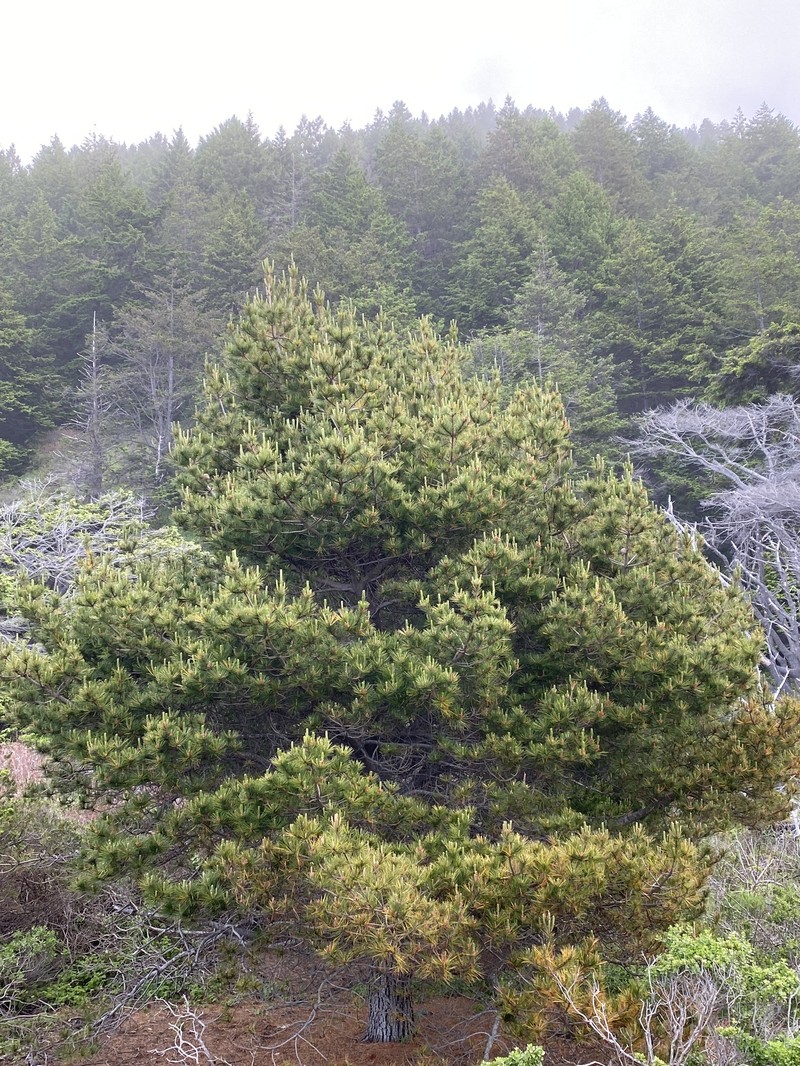 Pinus × attenuradiata photo 5