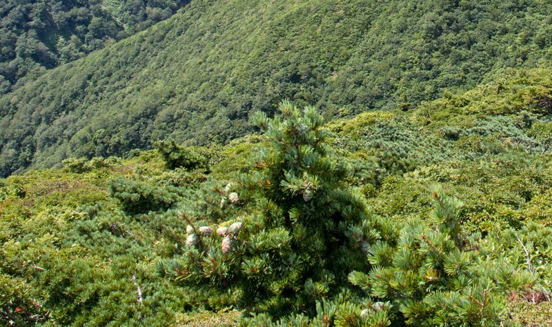 Pinus × hakkodensis