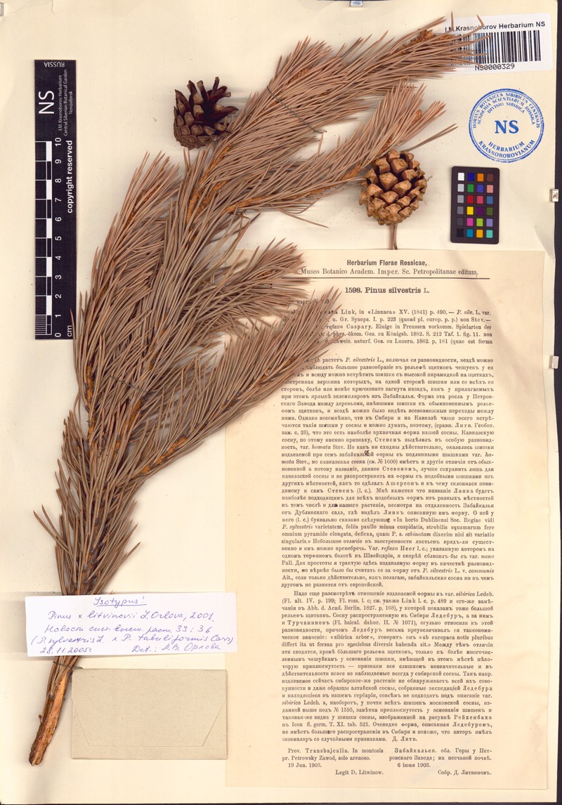 Pinus × litvinovii
