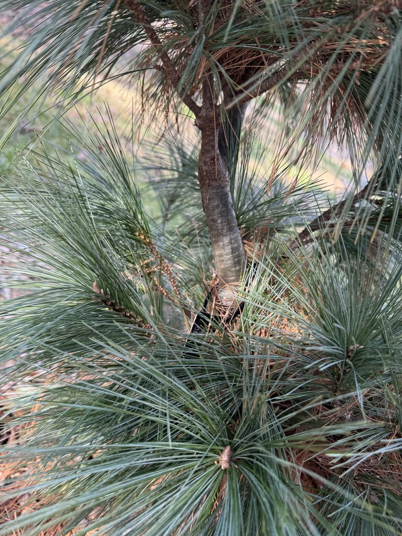Hybrid Pine