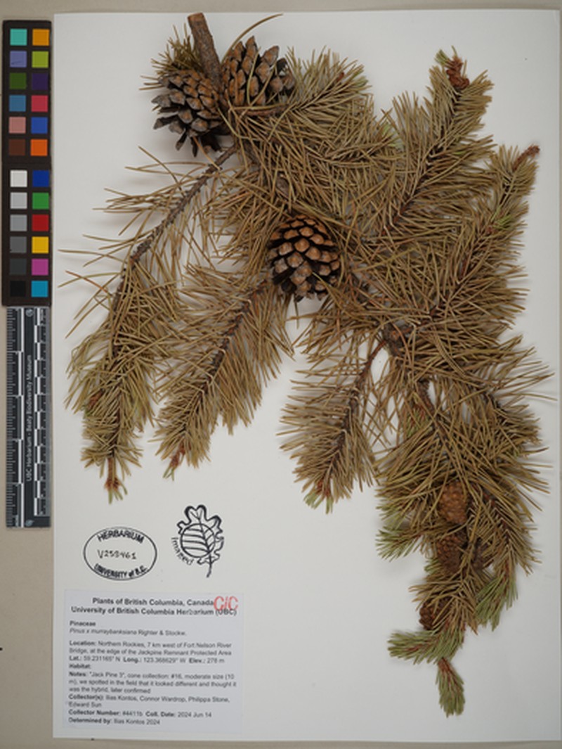 hybrid pine