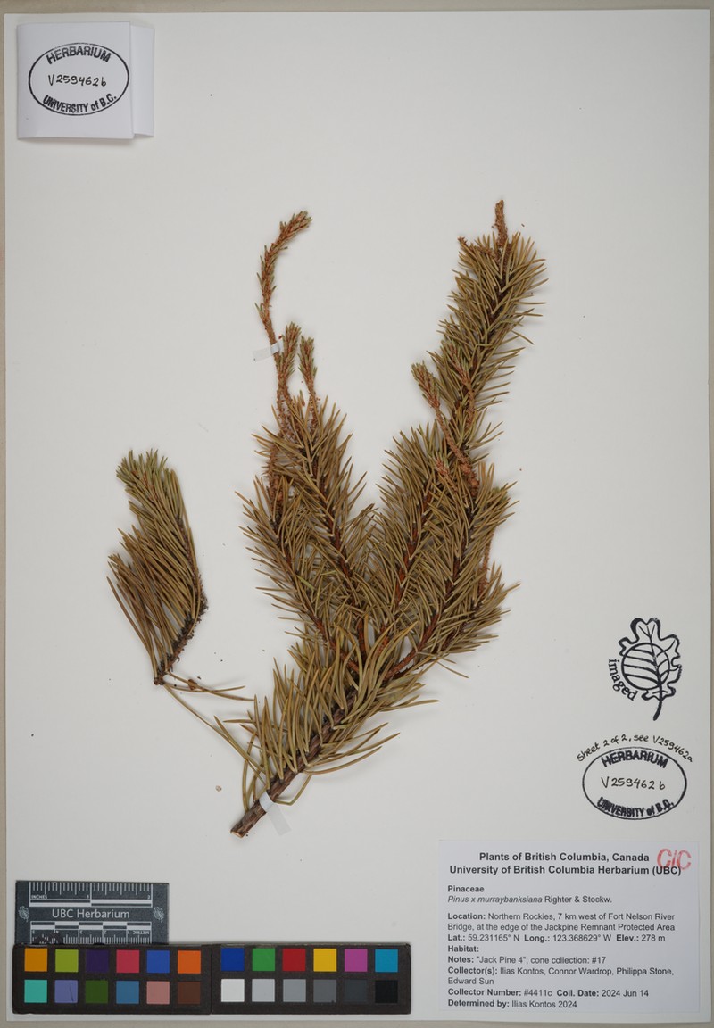hybrid pine photo 2