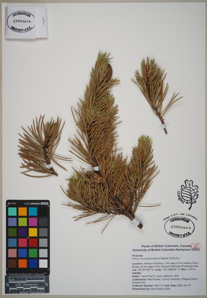 hybrid pine photo 3