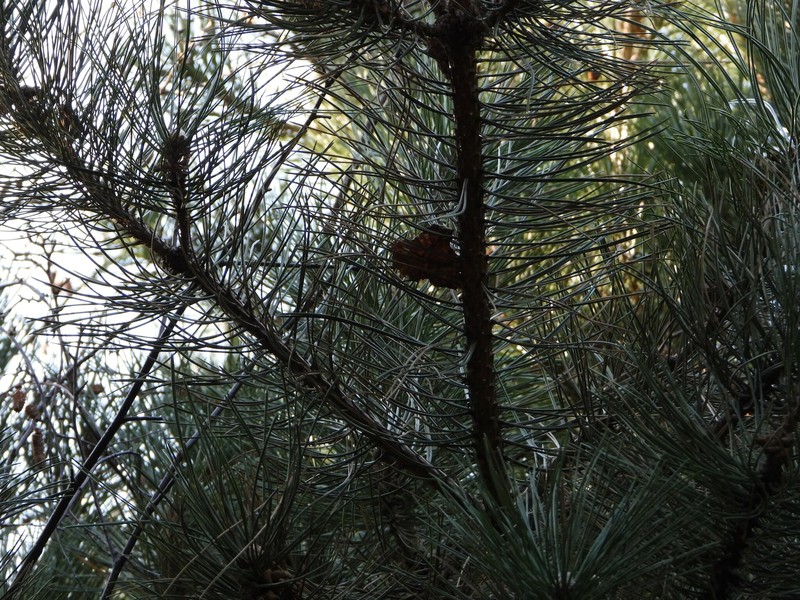 Pinus × neilreichiana
