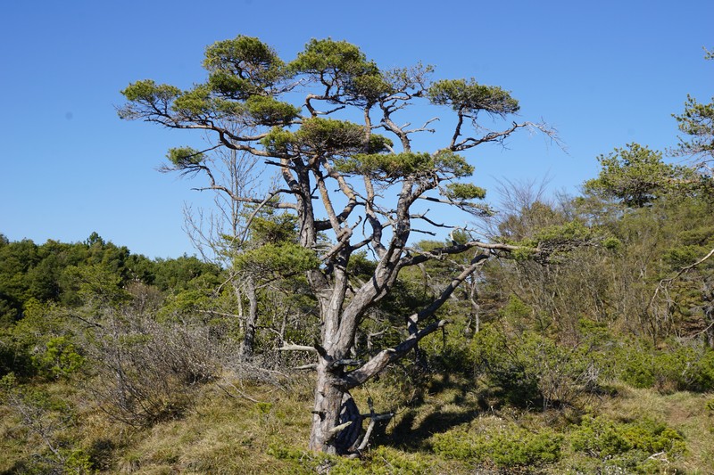 Pinus × rhaetica