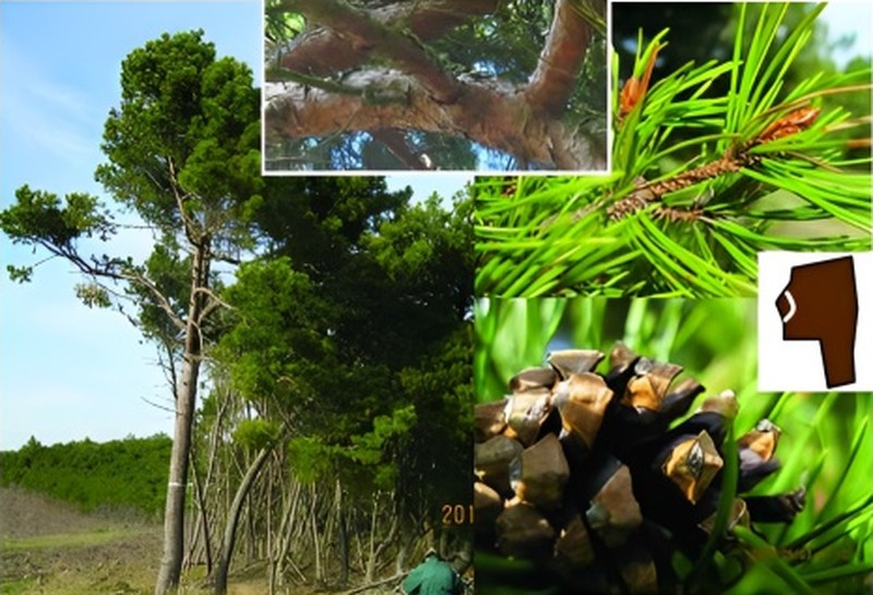 Pinus × rhaetica photo 2