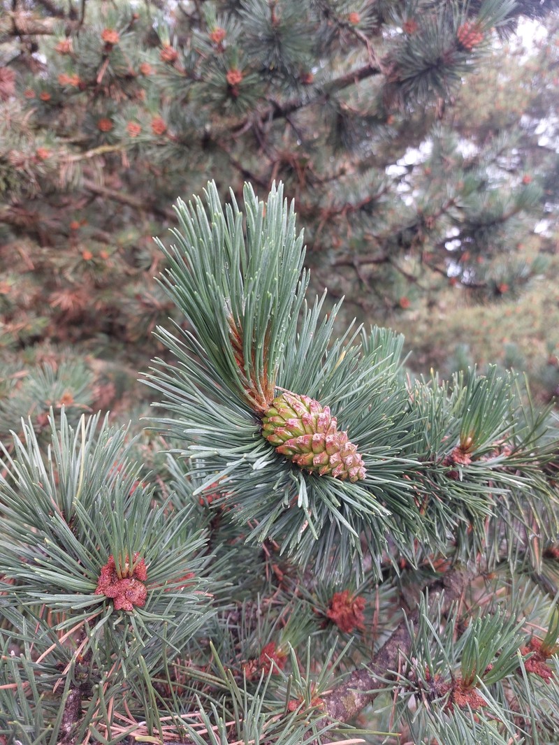 Pinus × rhaetica photo 3
