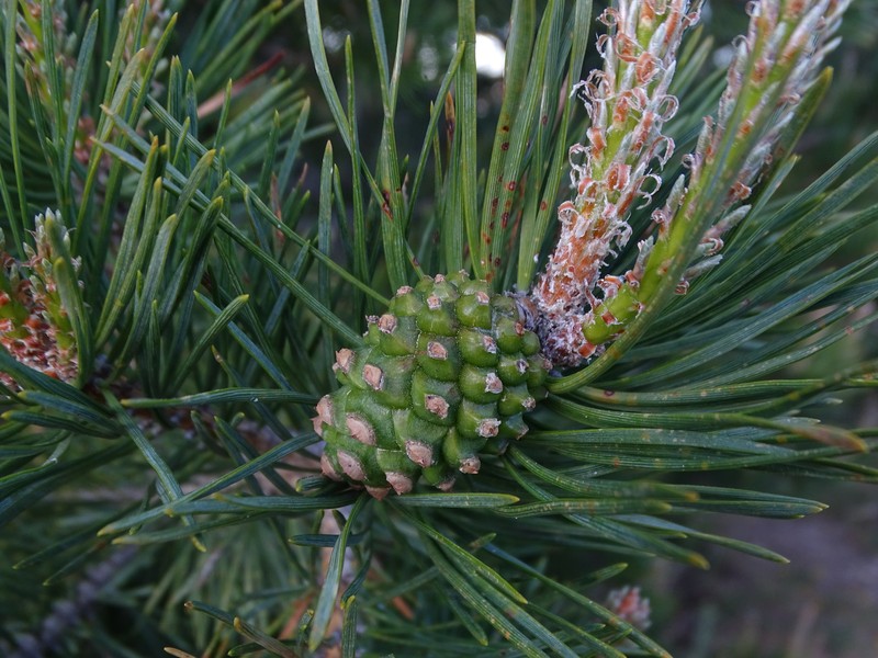 Pinus × rhaetica photo 4