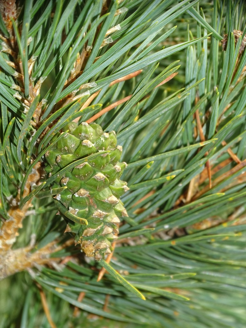 Pinus × rhaetica photo 5