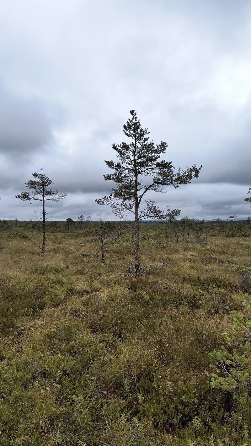 Pinus × rhaetica photo 6