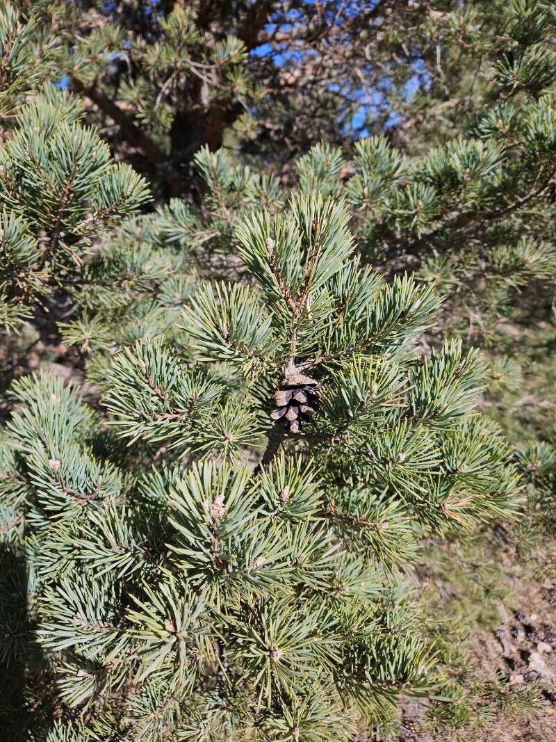 Pinus × rhaetica photo 7