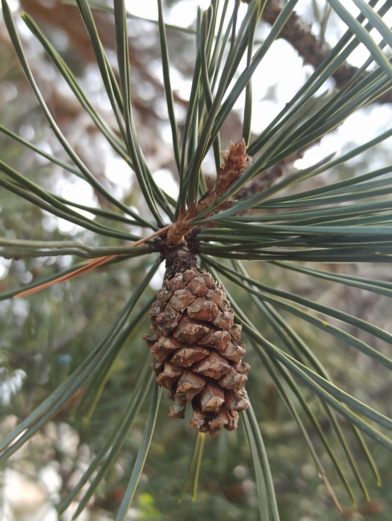 Pinus × rhaetica photo 8