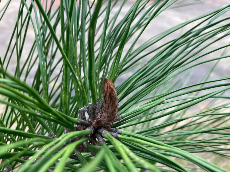 Sonderegger Pine