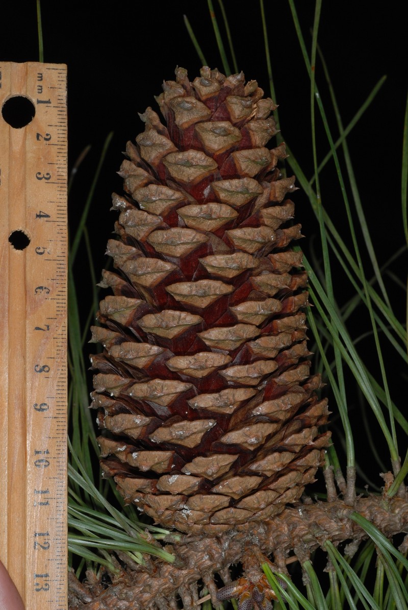 Sonderegger Pine photo 2