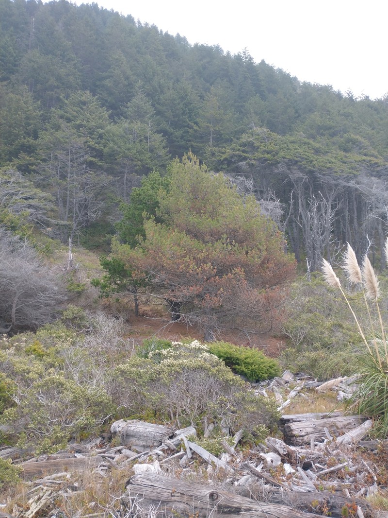 hybrid pine photo 6