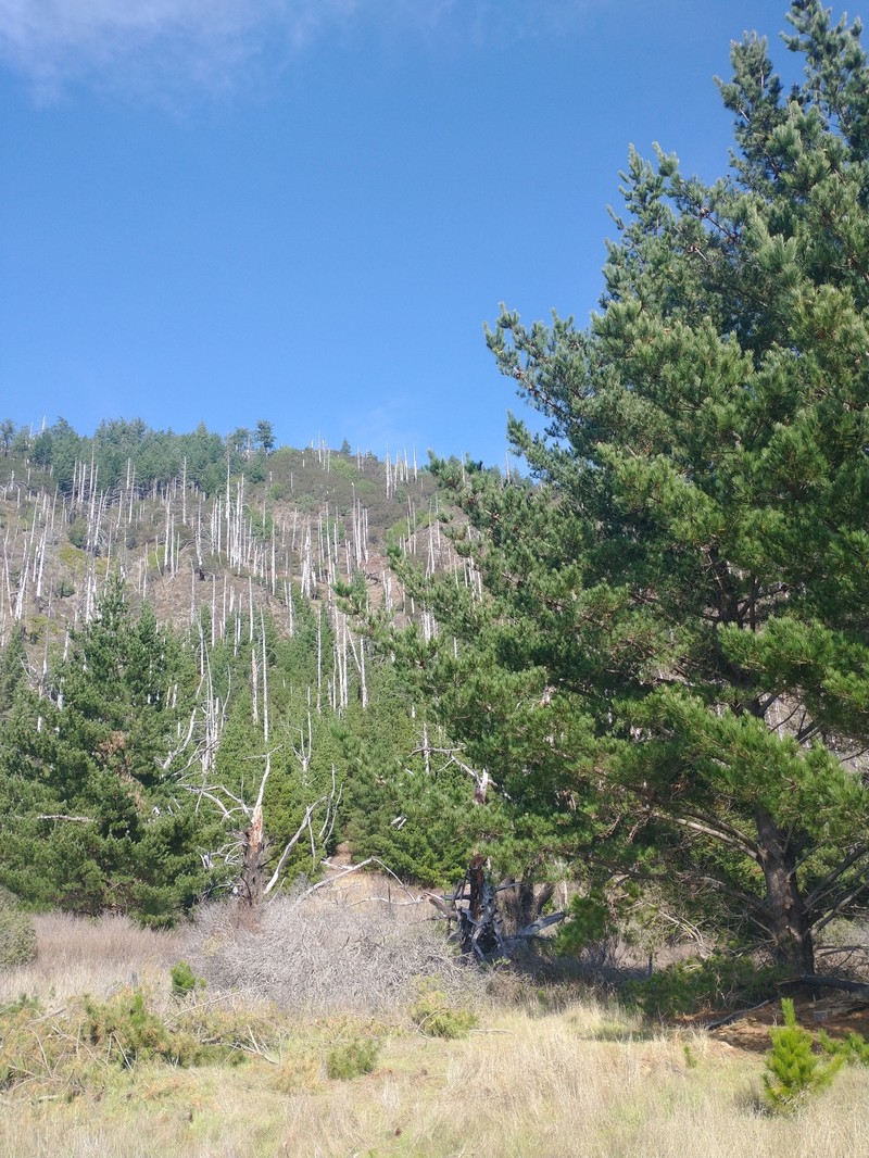 hybrid pine photo 7