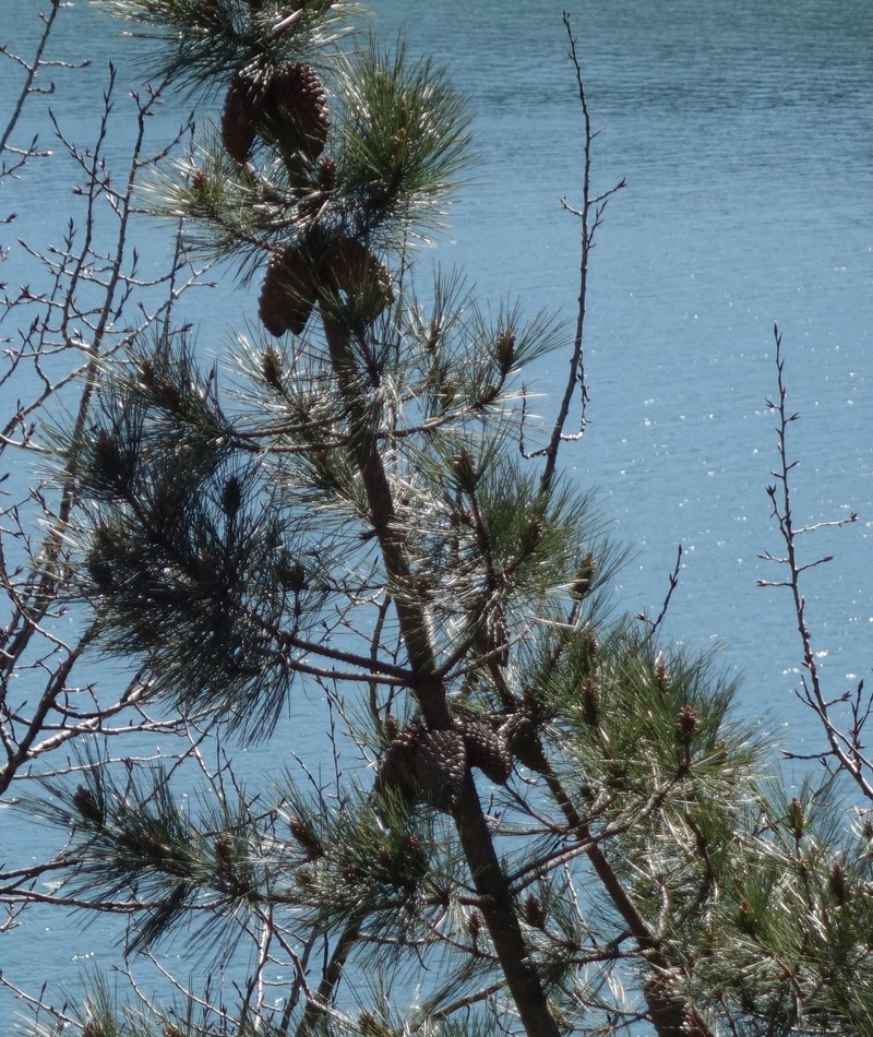 hybrid pine photo 8