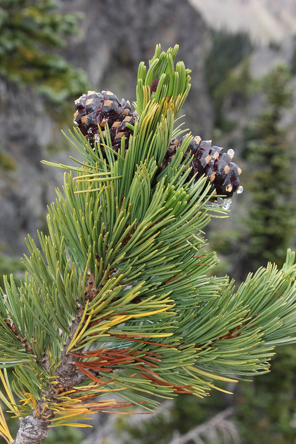 Whitebark Pine photo 4