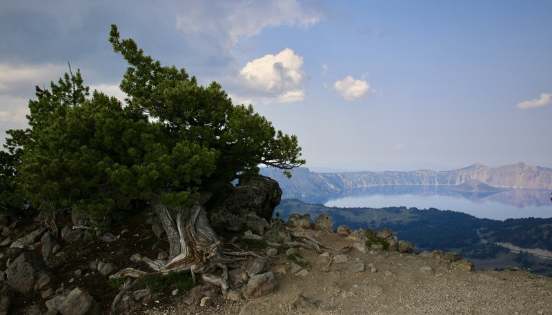 Whitebark Pine photo 2