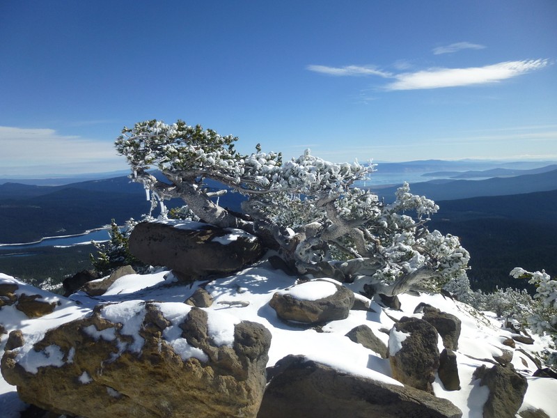 Whitebark Pine photo 3