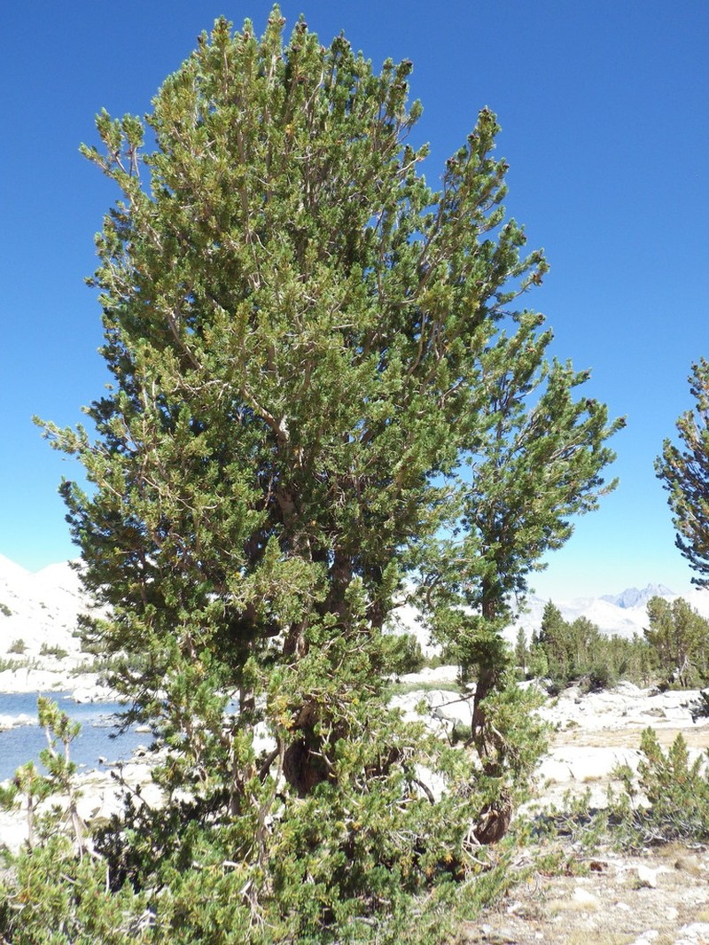 Whitebark Pine photo 4