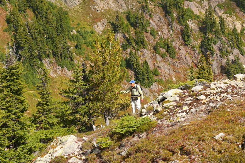 Whitebark Pine photo 5