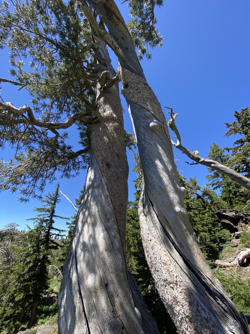 Whitebark Pine photo 6