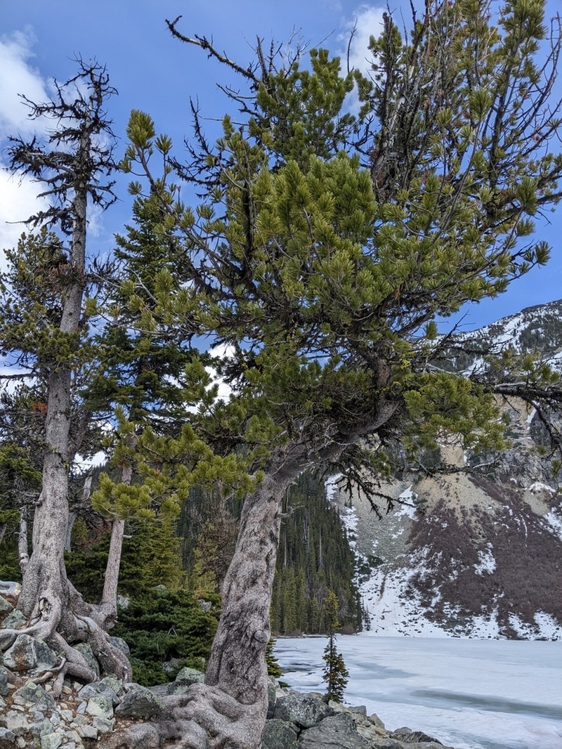Whitebark Pine photo 7