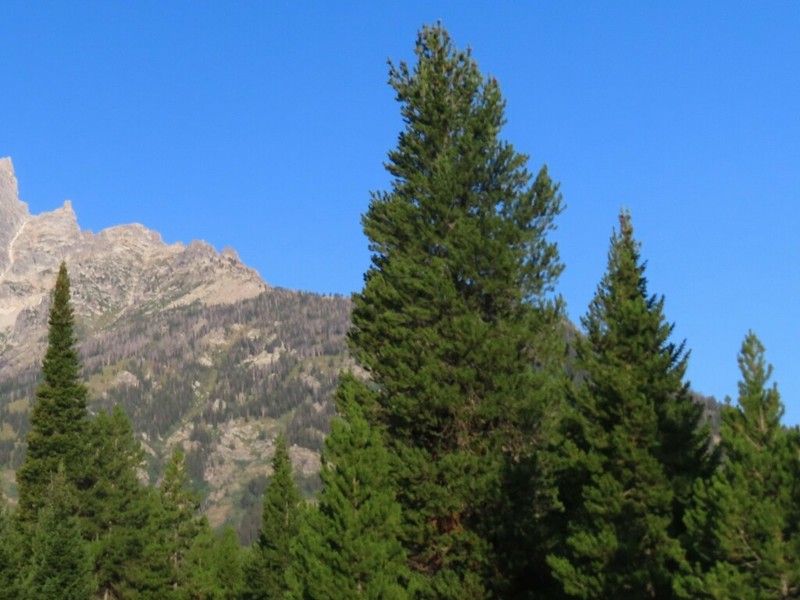 Whitebark Pine photo 8