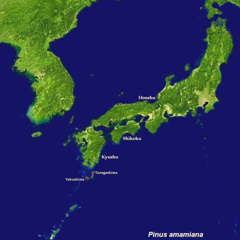 Pinus amamiana photo 2