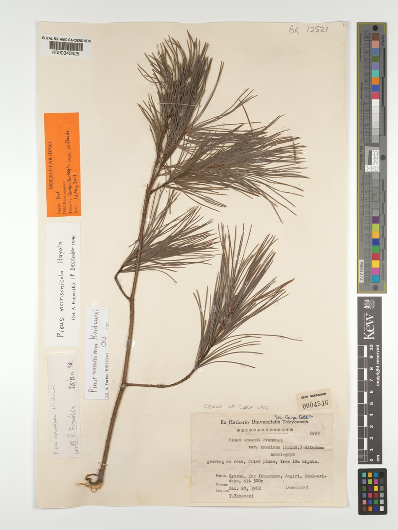 Pinus amamiana photo 3