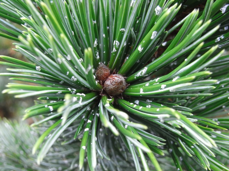 Bristlecone Pine photo 5