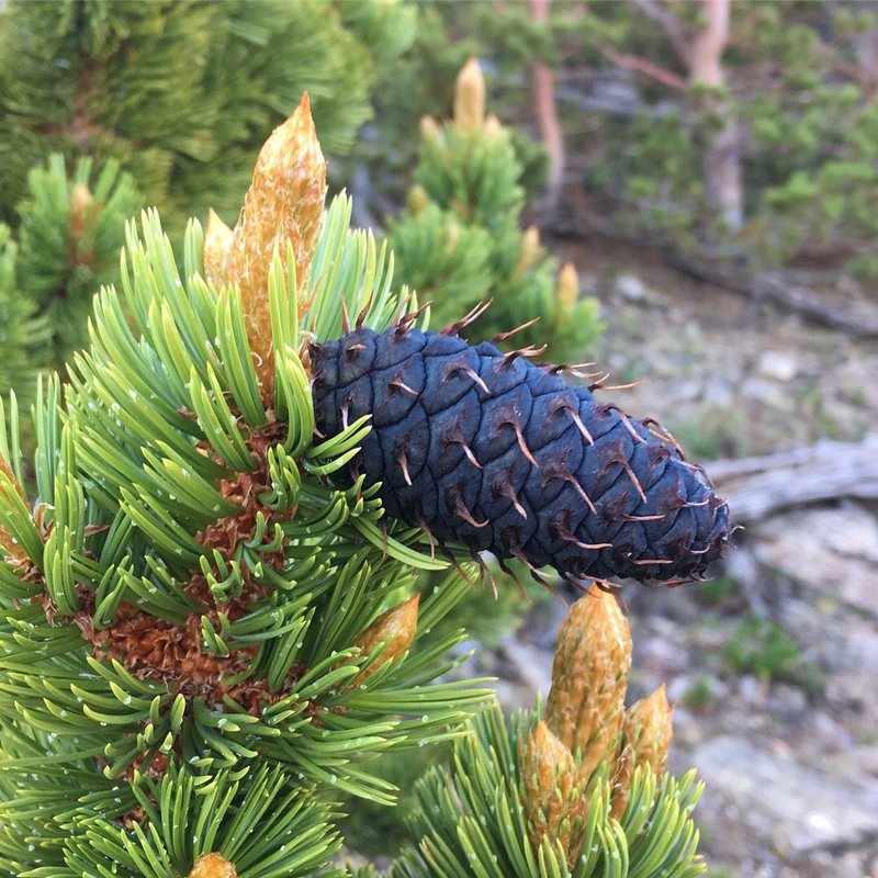 Bristlecone Pine photo 6