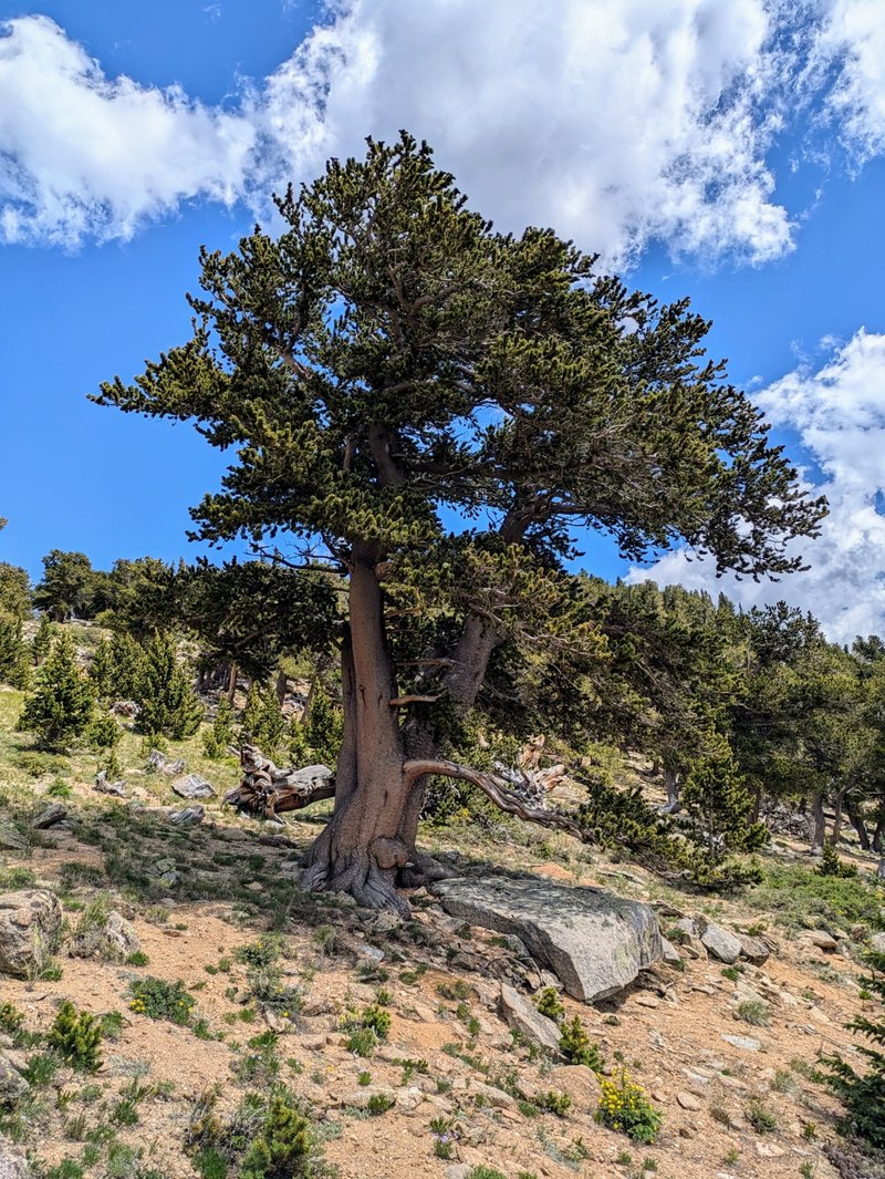 Bristlecone Pine