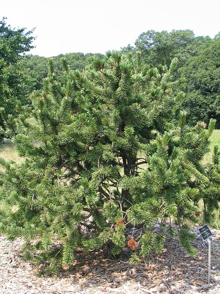 Bristlecone Pine photo 7