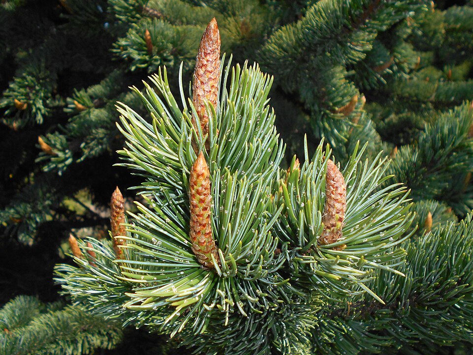 Bristlecone Pine photo 8
