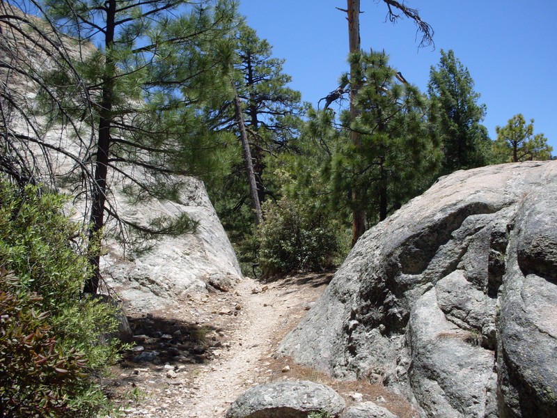 Arizona Pine photo 3