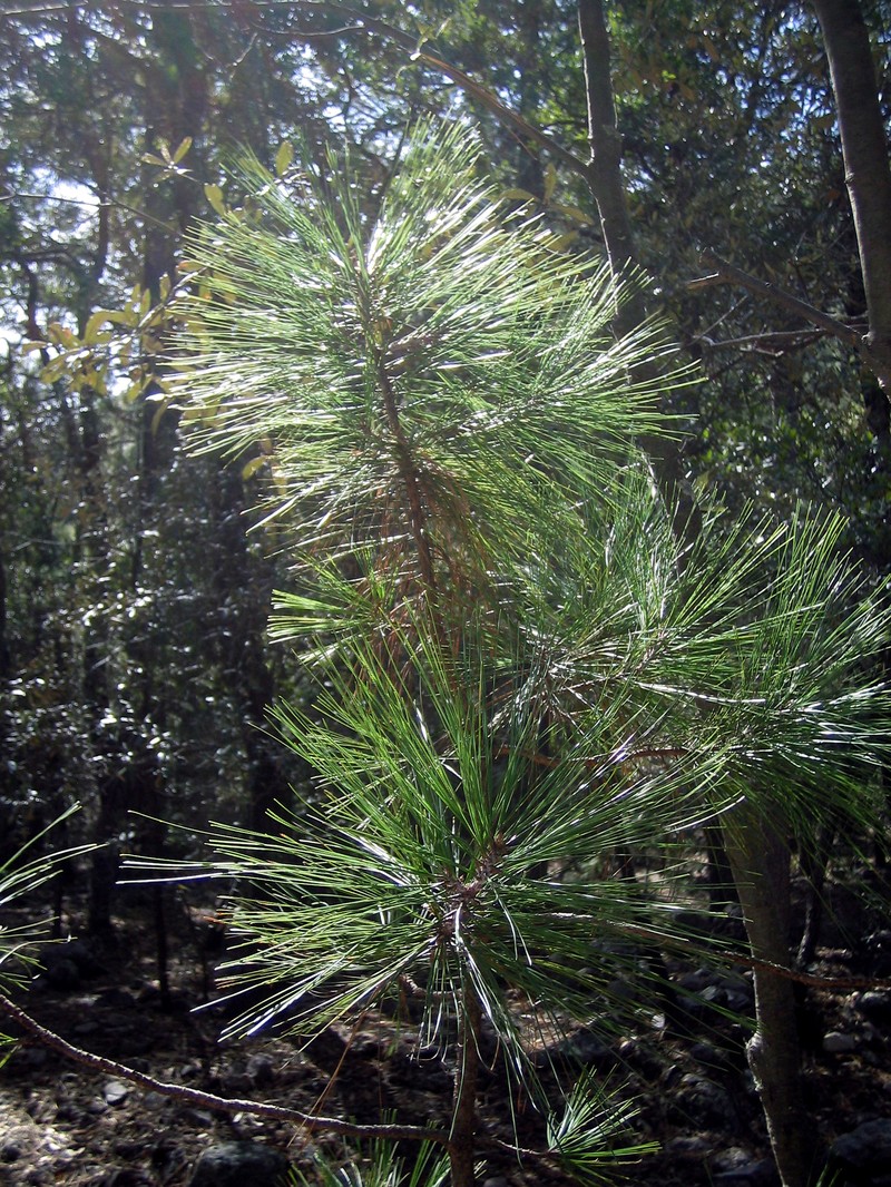 Arizona Pine
