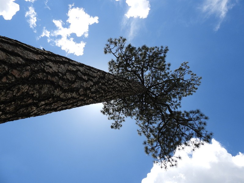 Arizona Pine photo 3