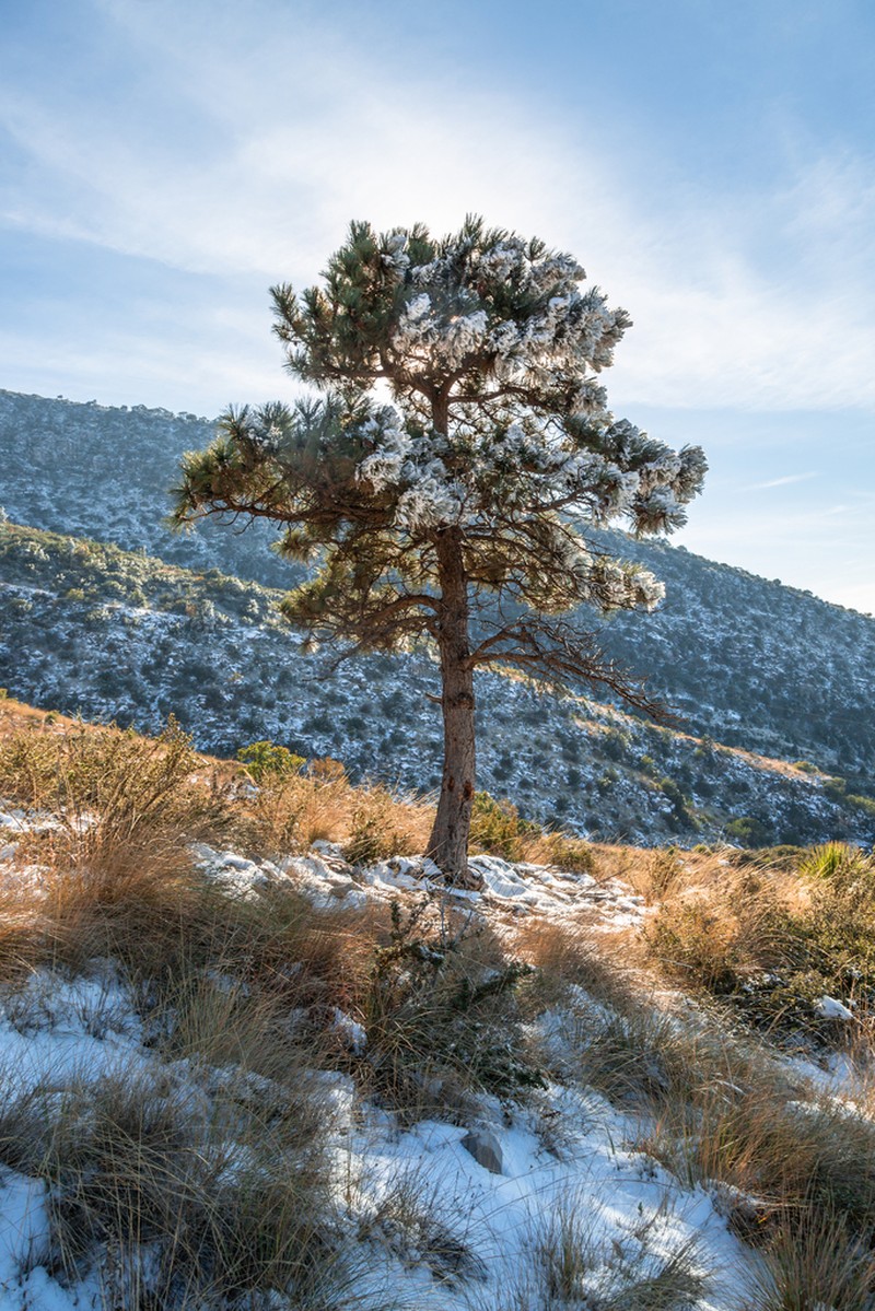Arizona Pine photo 4