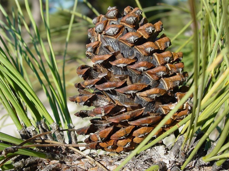 Arizona Pine photo 5