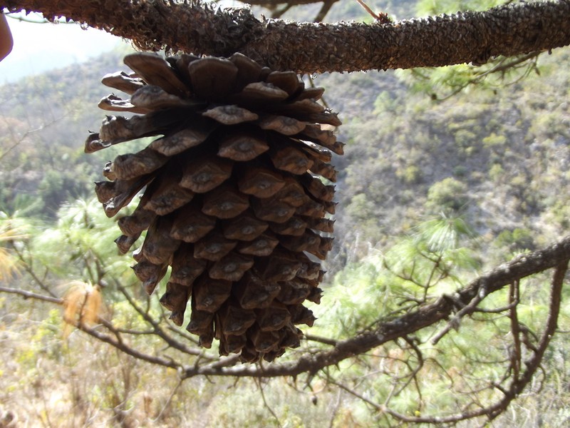 Arizona Pine photo 6