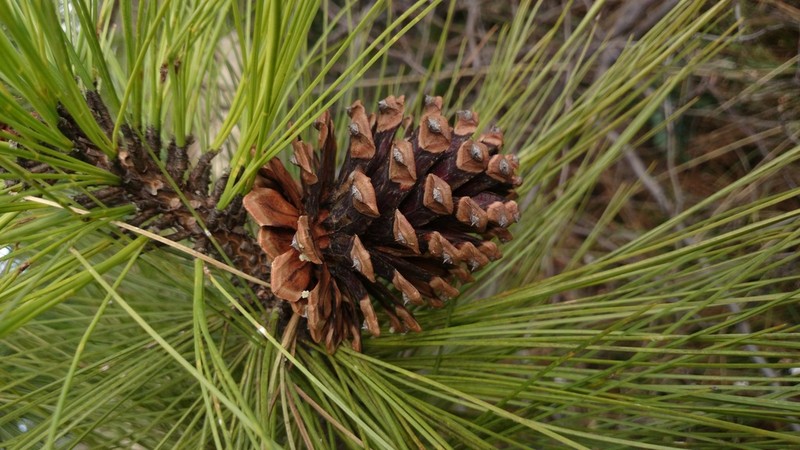 Arizona Pine photo 7
