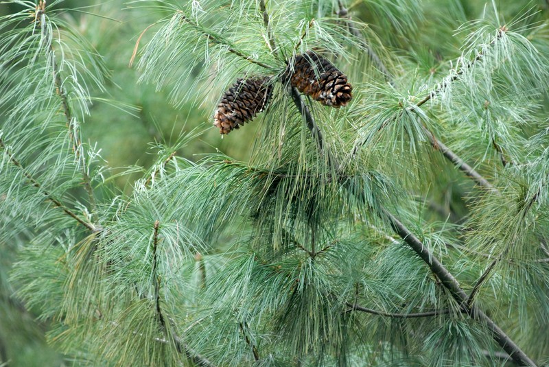 Pinus armandi