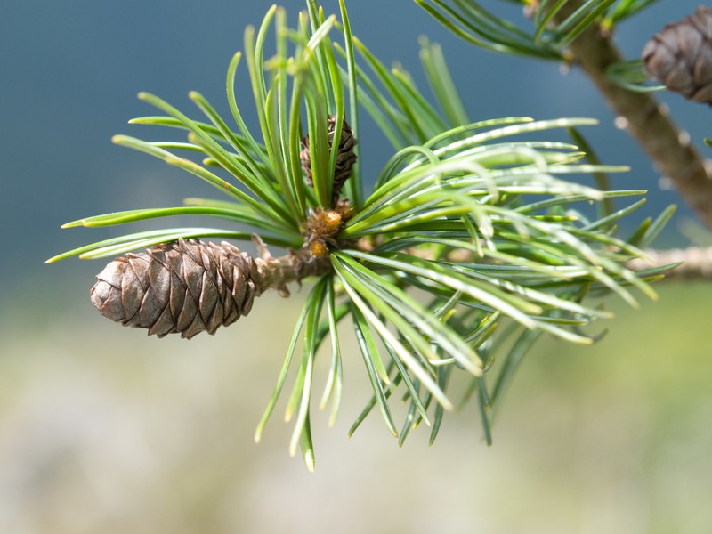 Pinus armandi photo 3