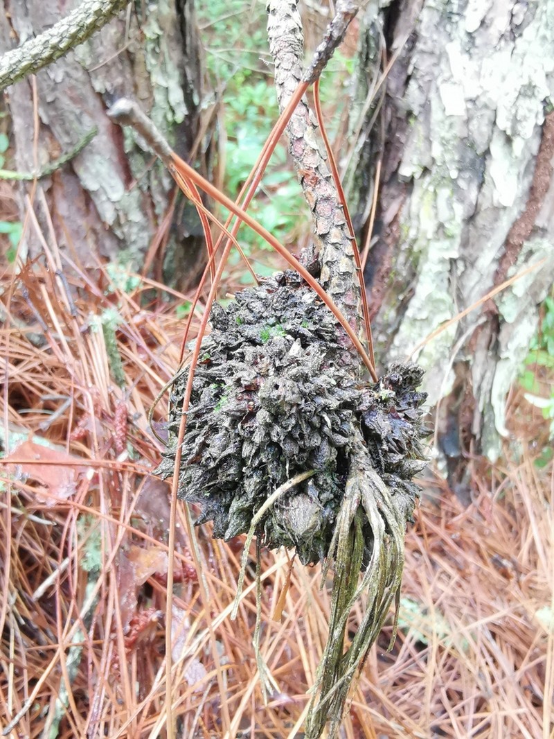 Pinus armandi photo 4