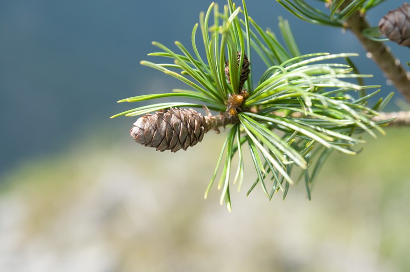 Pinus armandi photo 5