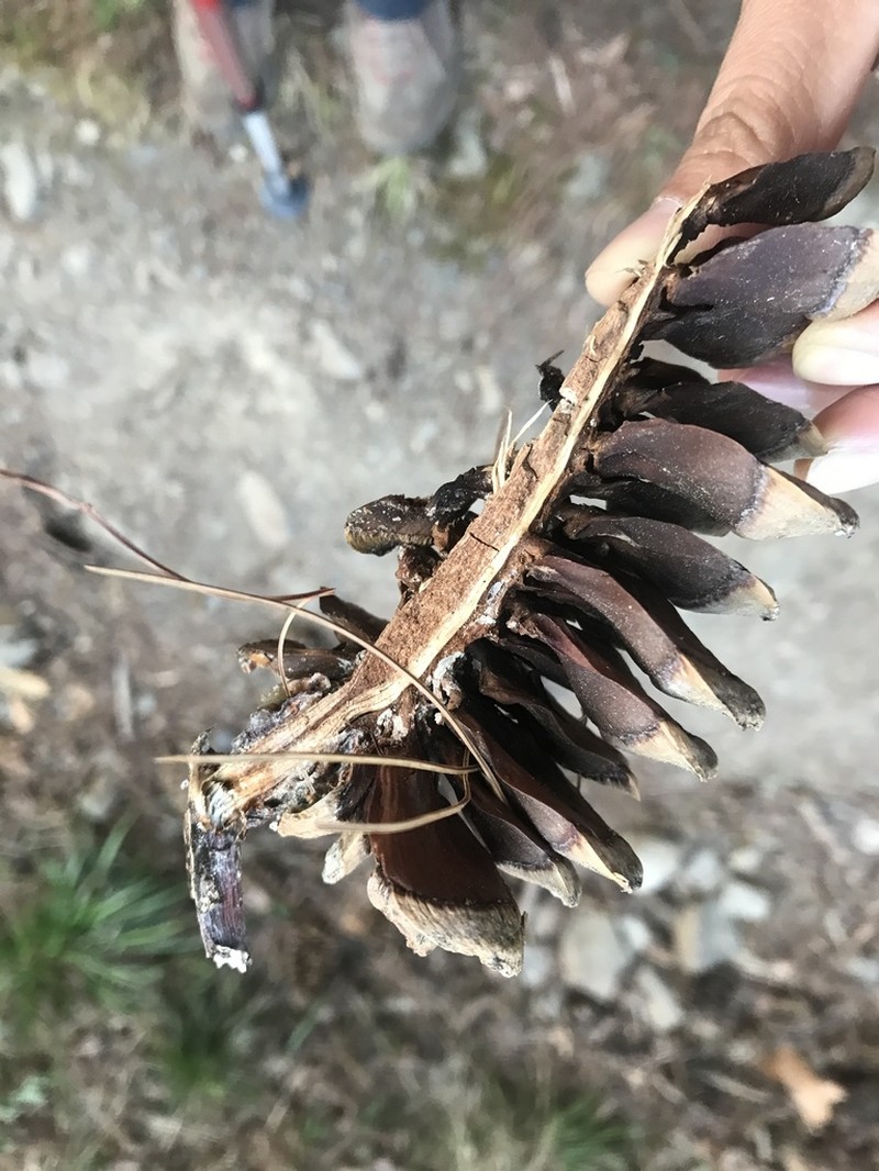 Pinus armandi photo 6